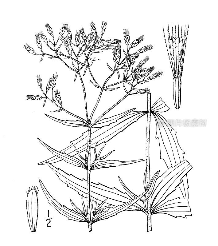 古植物学植物插图:陶兰(Eupatorium Torreyanum)